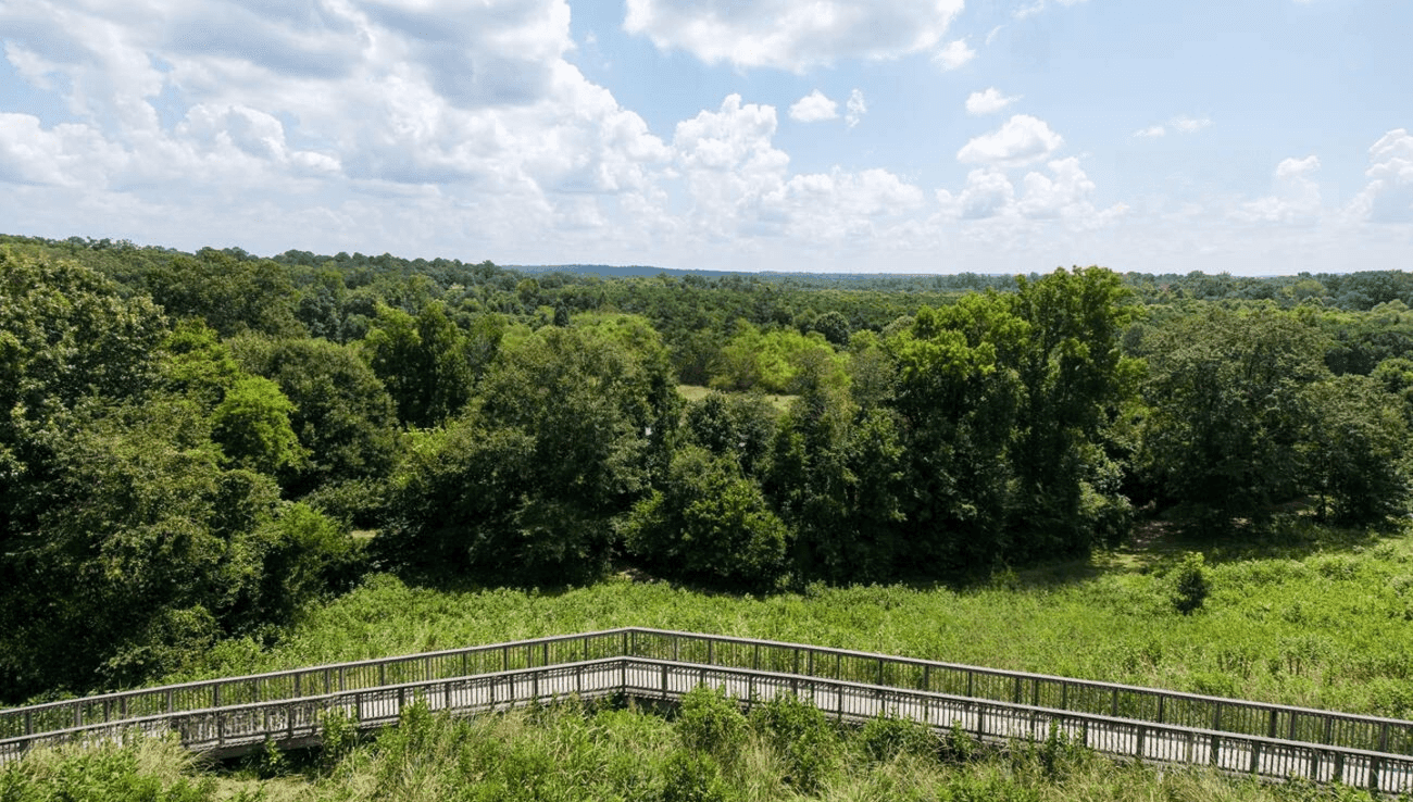 scenic view of georgia forest